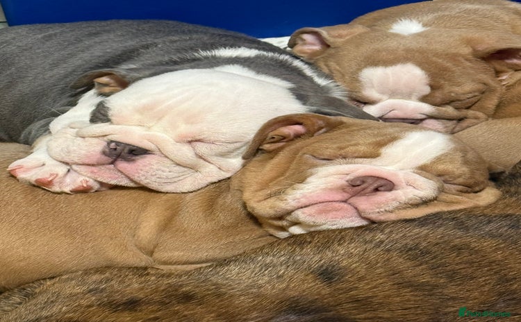 English Bulldog dogs - Advert 4