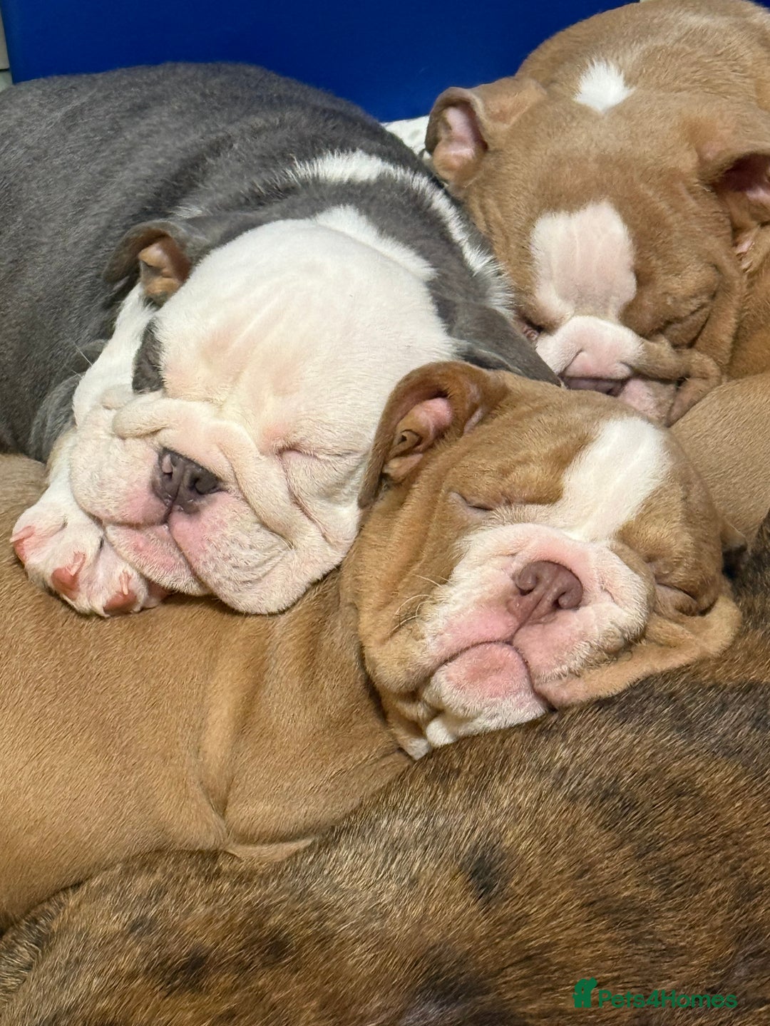 English Bulldog dogs for sale: English bulldogs pup - Advert 6