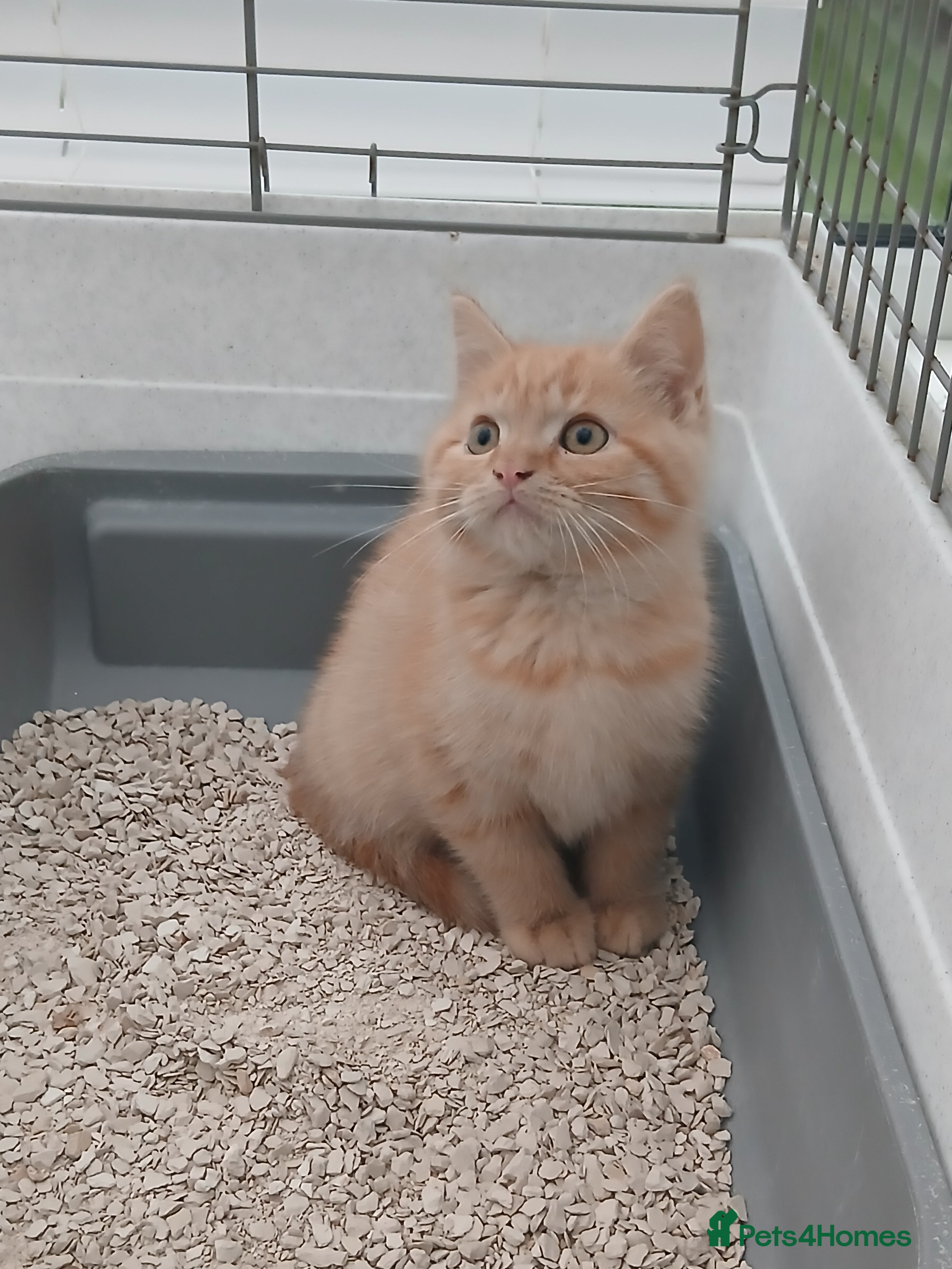 British Longhair cats British short-hair xxx - Advert 1