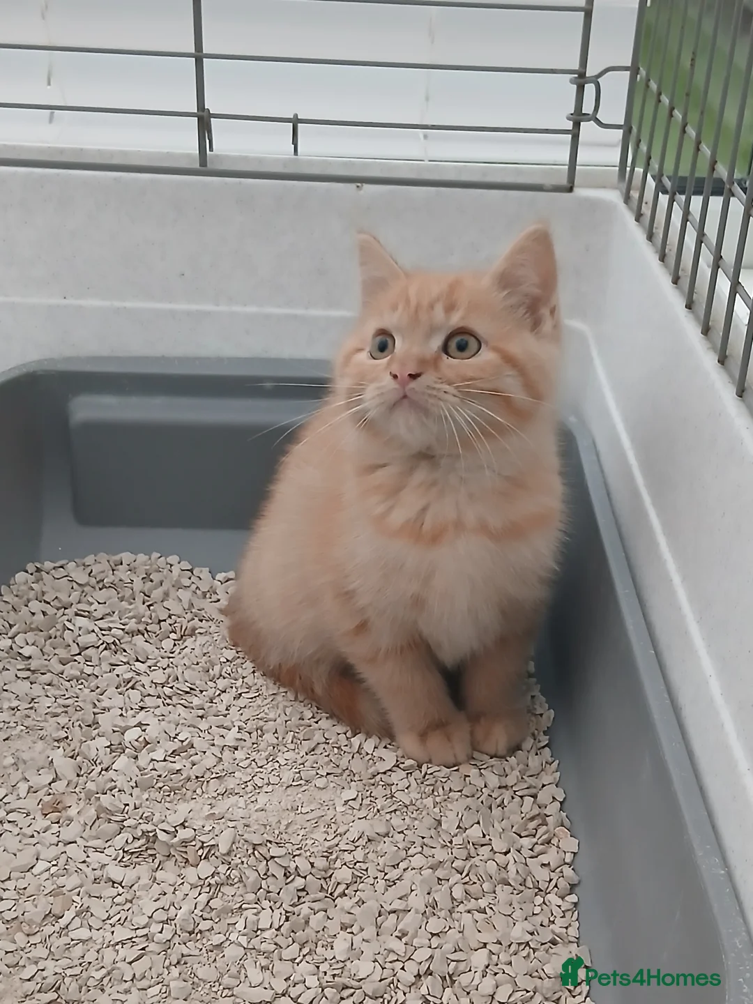 British Longhair cats for sale: British short-hair xxx - Advert 1