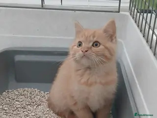 British Longhair cats British short-hair xxx - Advert 1