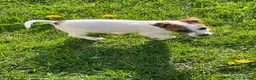 Jack Russell dogs for sale: Pure Bred Jack Russell Puppies - Advert 12