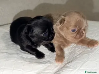 Chihuahua dogs Long coat chihuahua - Advert 10