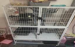 Rat rodents for sale: Heidi and Pheobe (with cage) - Image 1