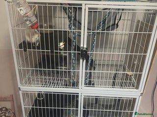 Rat rodents - Advert 1