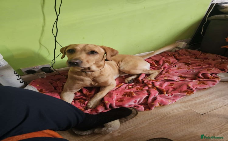 Labrador Retriever dogs - Advert 1