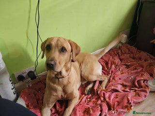 Labrador Retriever dogs - Advert 34