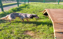 English Setter dogs for adoption: Lister (now Albie) - Image 8