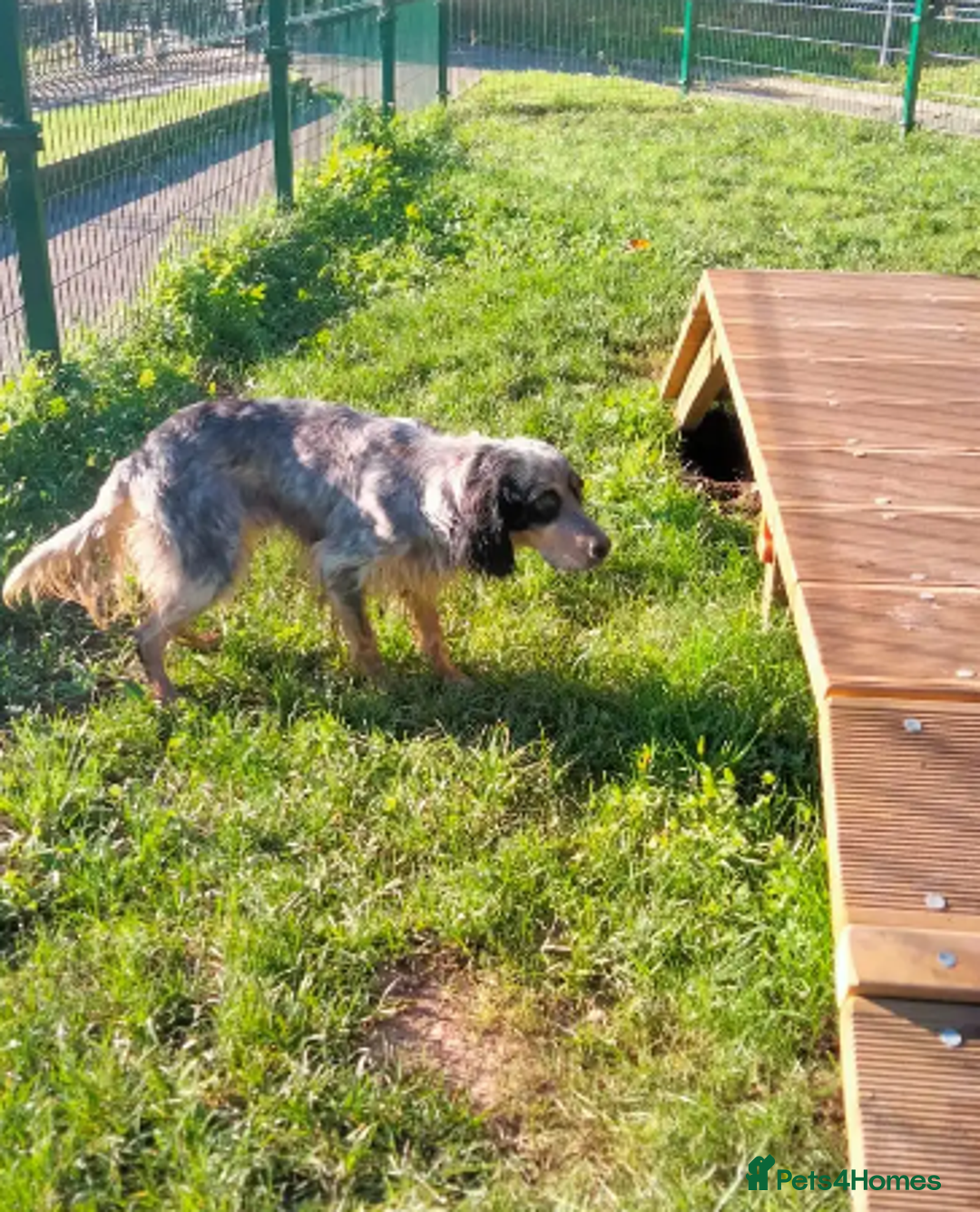 English Setter dogs for adoption: Lister (now Albie) - Image 8