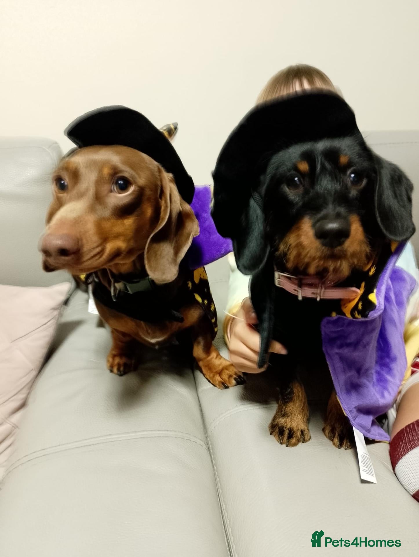 Miniature Dachshund dogs Minature dachshund puppies - Advert 16