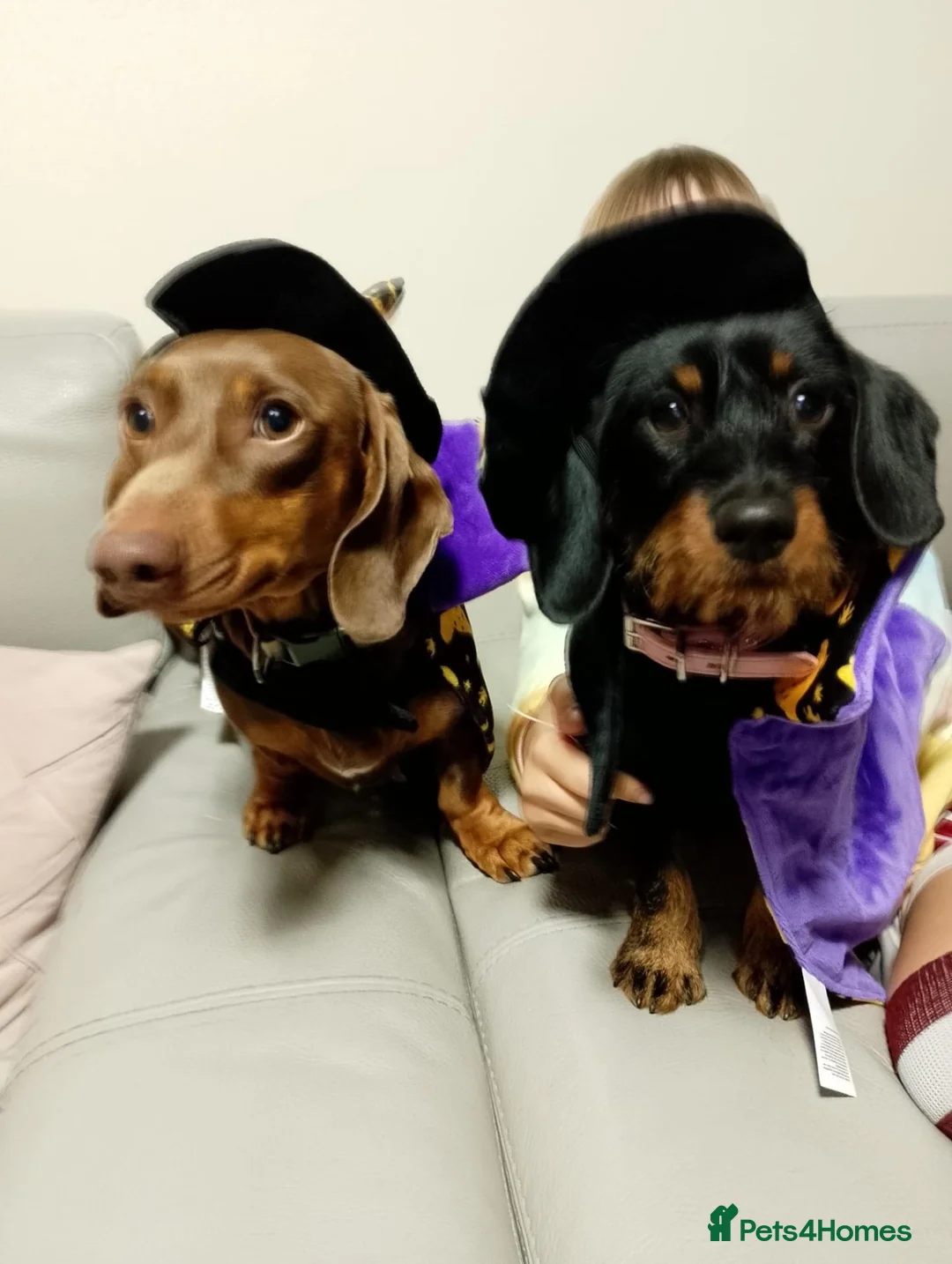 Miniature Dachshund dogs for sale: Minature dachshund puppies - Advert 1