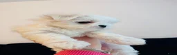 Maltese dogs for sale: Luxury Maltese“Doll Face”Puppies–Korean Bloodlline - Advert 4