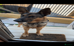 German Shepherd dogs for stud: German shepherd x Malinois for stud - Image 4