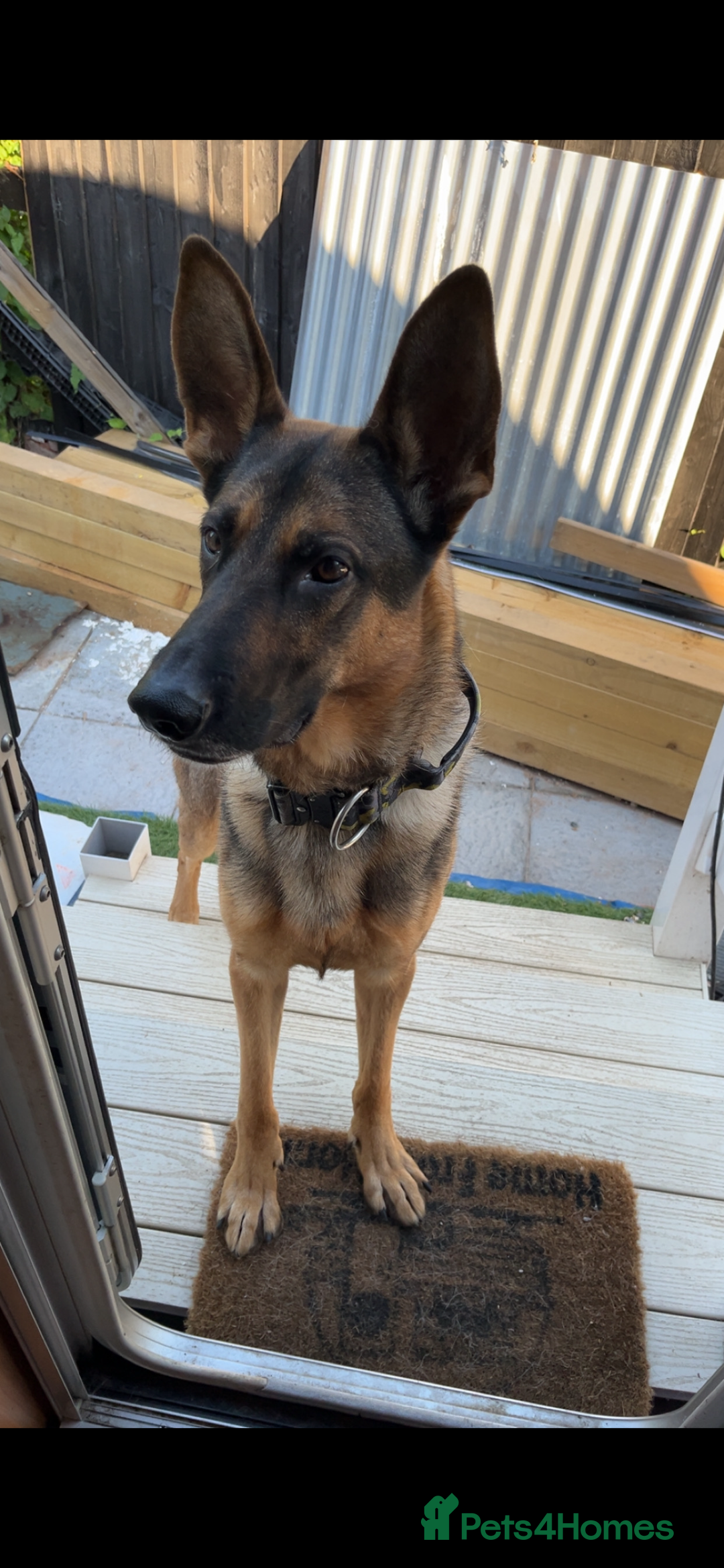 German Shepherd dogs for stud: German shepherd x Malinois for stud - Image 4
