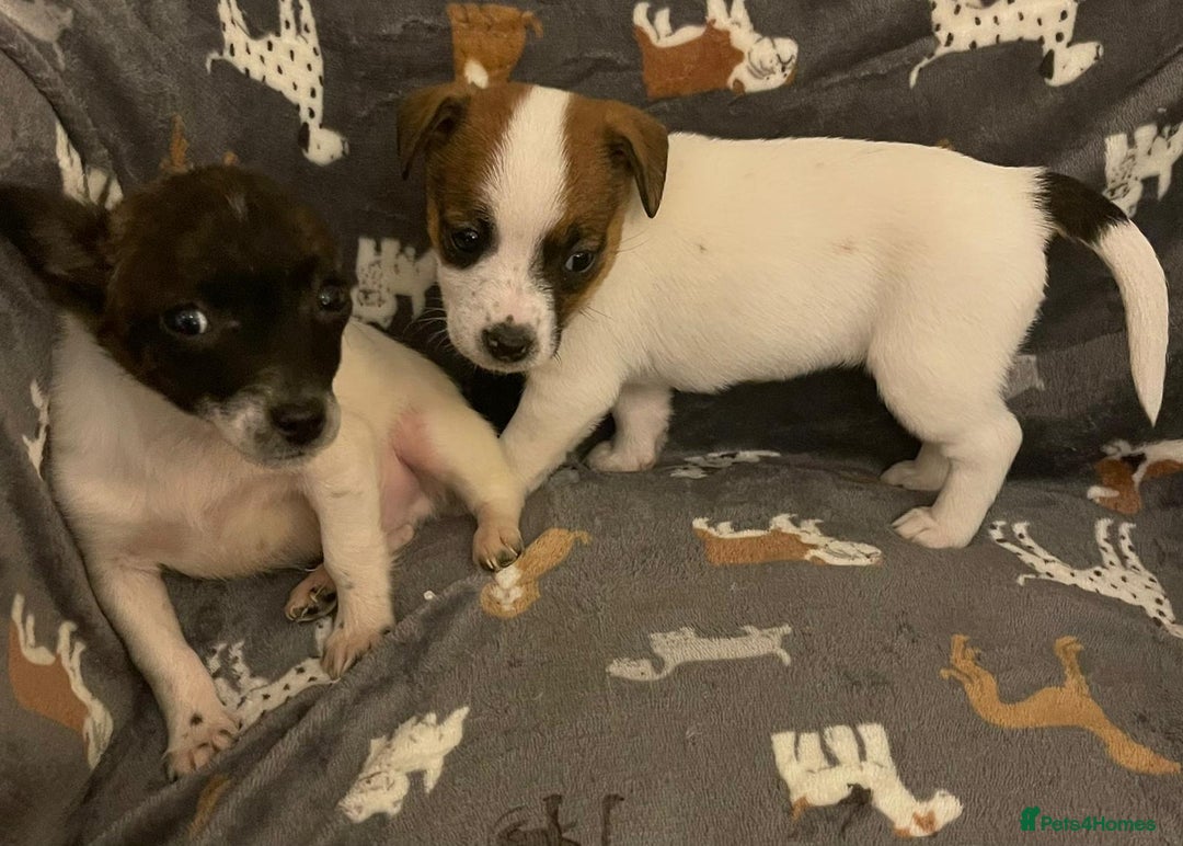 Jack Russell dogs for sale: Miniature jack Russell puppies - Advert 1