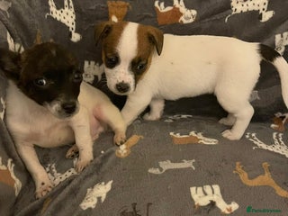 Jack Russell dogs Miniature jack Russell puppies - Advert 2
