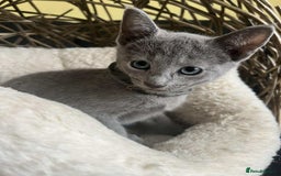 Russian Blue cats for sale: TICA REGISTERED Pure Breed Russian Blue Kittens - Image 5