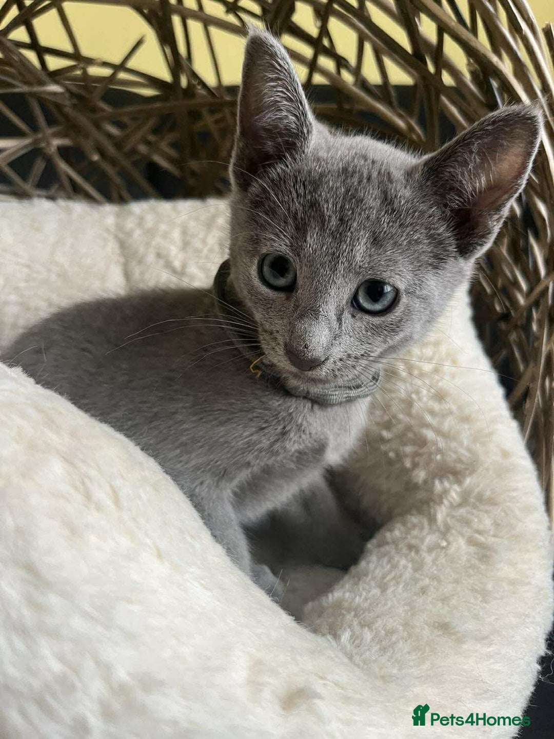 Russian Blue cats for sale: TICA REGISTERED Pure Breed Russian Blue Kittens - Image 5