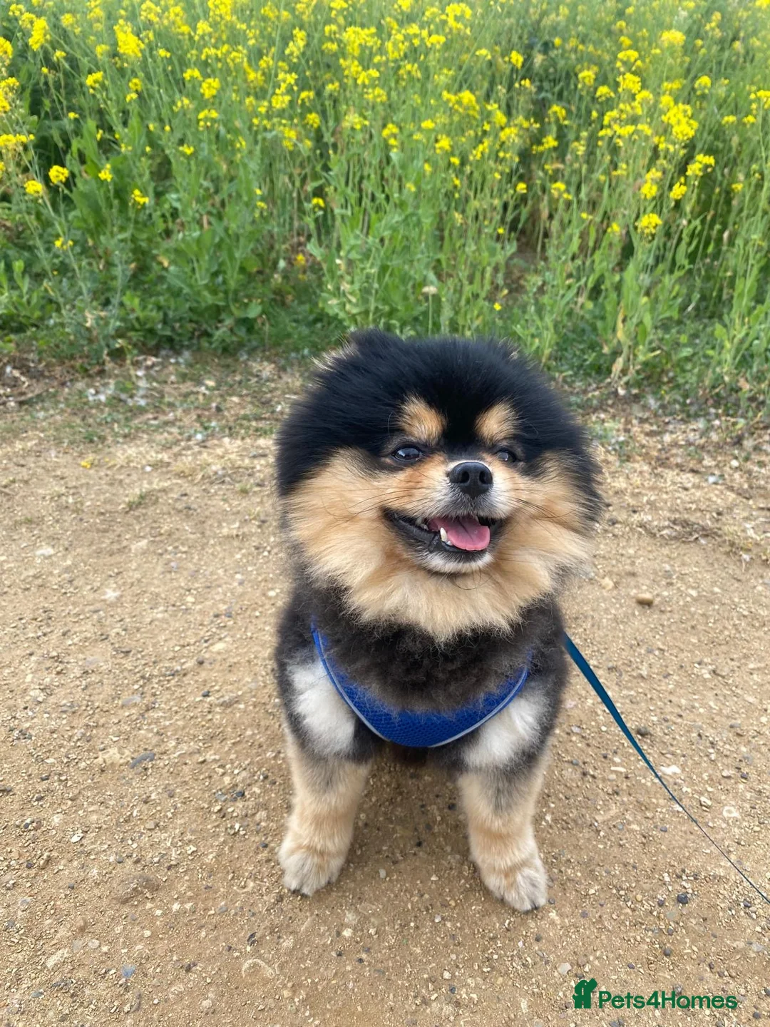 Pomeranian dogs for sale: Adorable Teddy Bear Pomeranian for Sale  in London - Advert 2