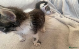 British Shorthair cats for sale: Lovely kittens            - Image 9