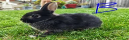 Netherland Dwarf rabbits for sale: Netherland dwarf  - Advert 7