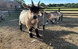 Goats livestock for sale: Beautiful Pygmy goats for sale £100-£200 - Image 12