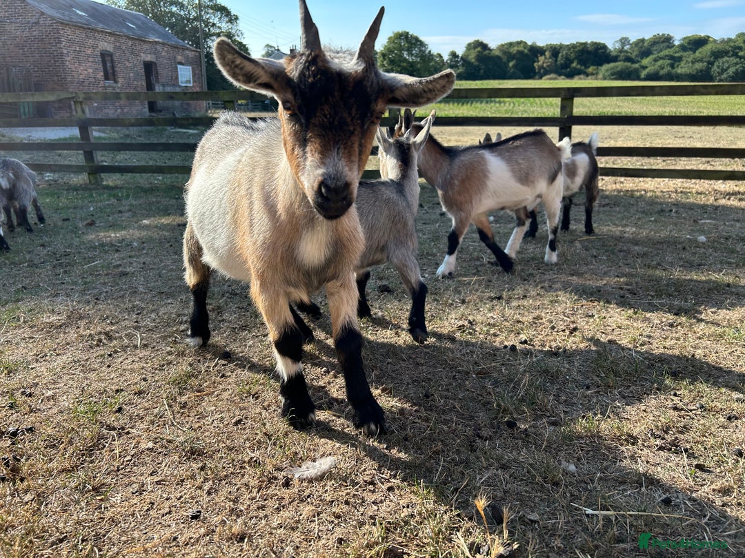Goats livestock for sale: Beautiful Pygmy goats for sale £100-£200 - Image 12