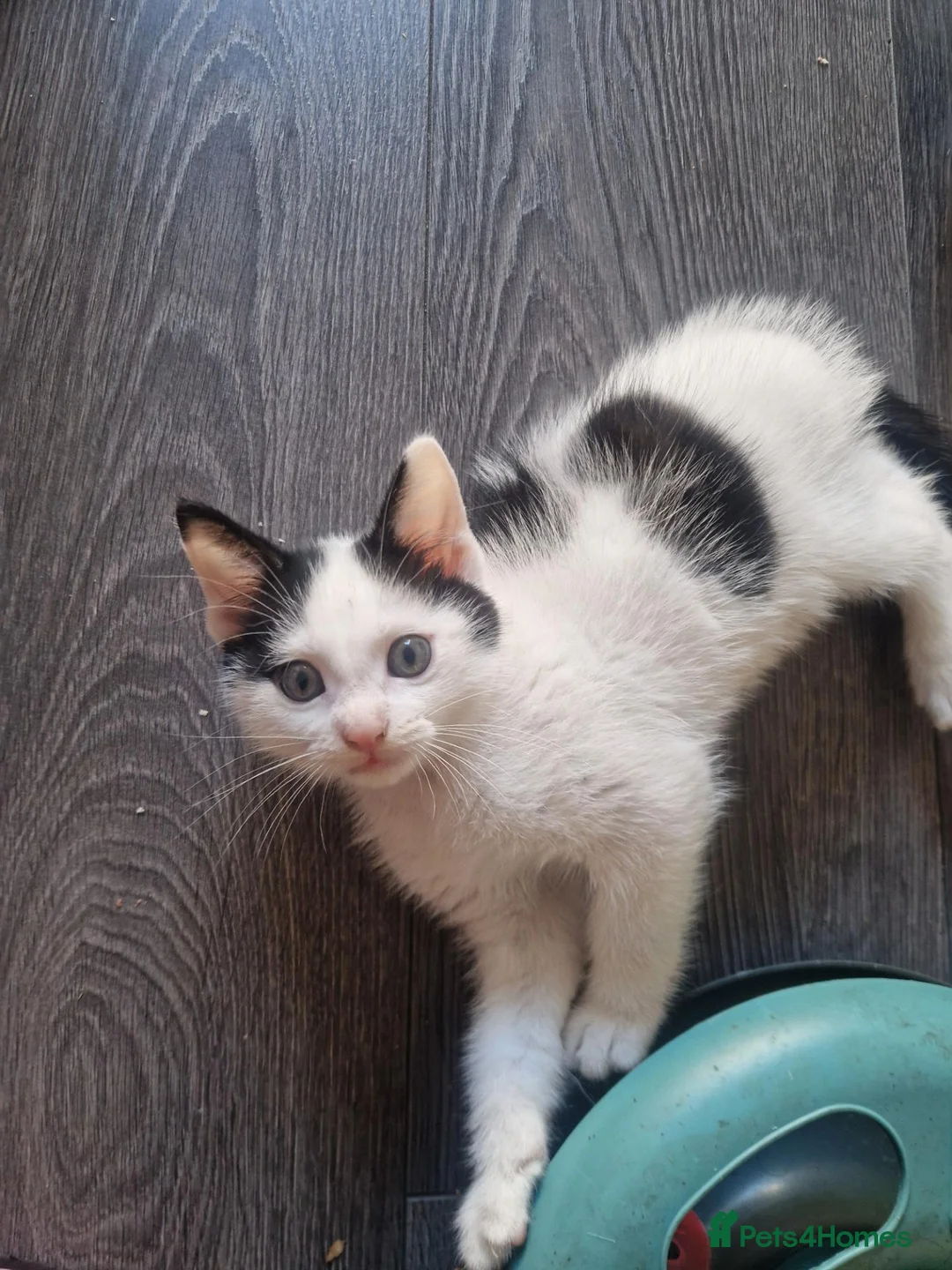Mixed Breed cats for sale: Black and white male kitten  - Advert 1
