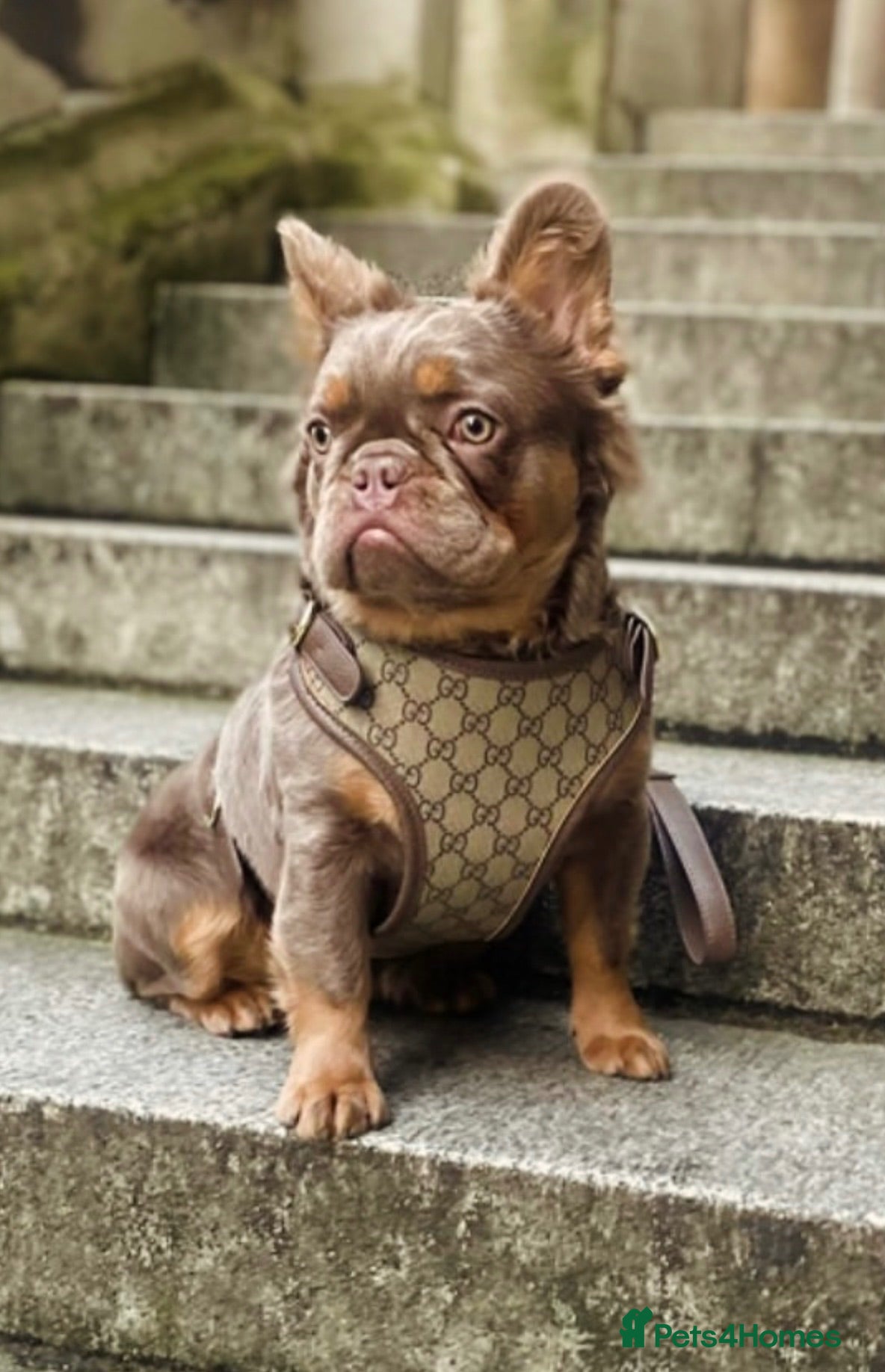 French Bulldog dogs Fluffy French Bull Dogs  - Advert 1