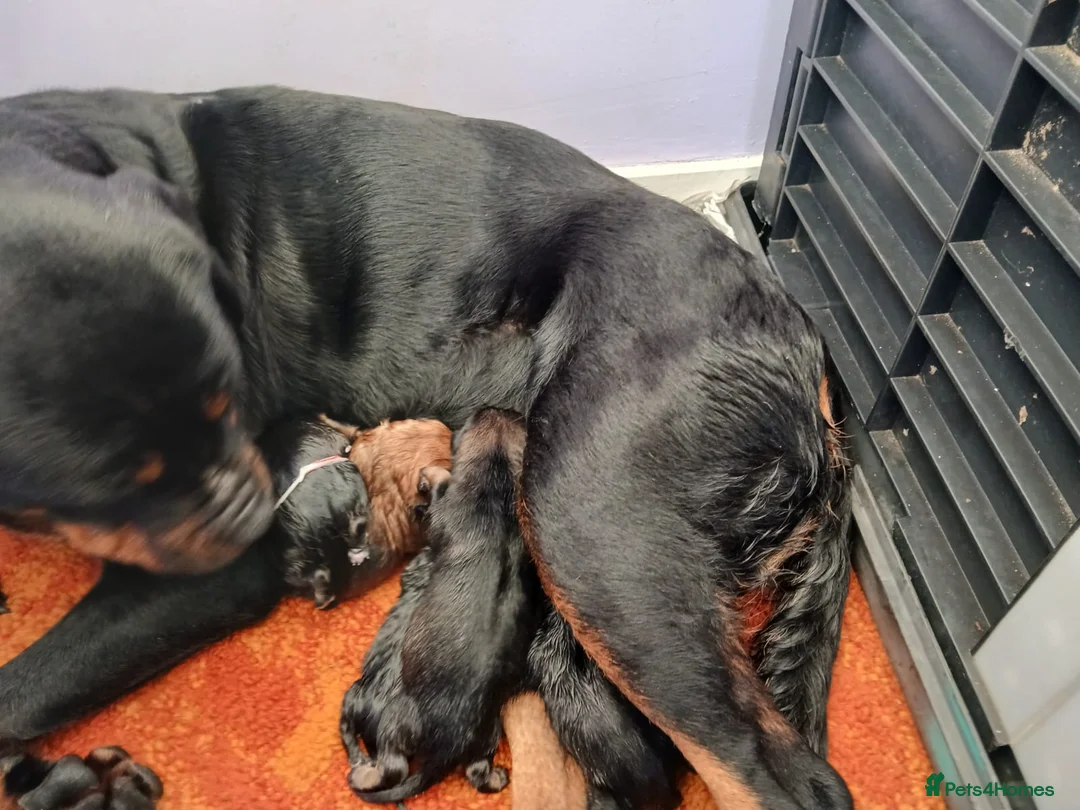 Mixed Breed dogs for sale: Rottie/husky cross  - Advert 6