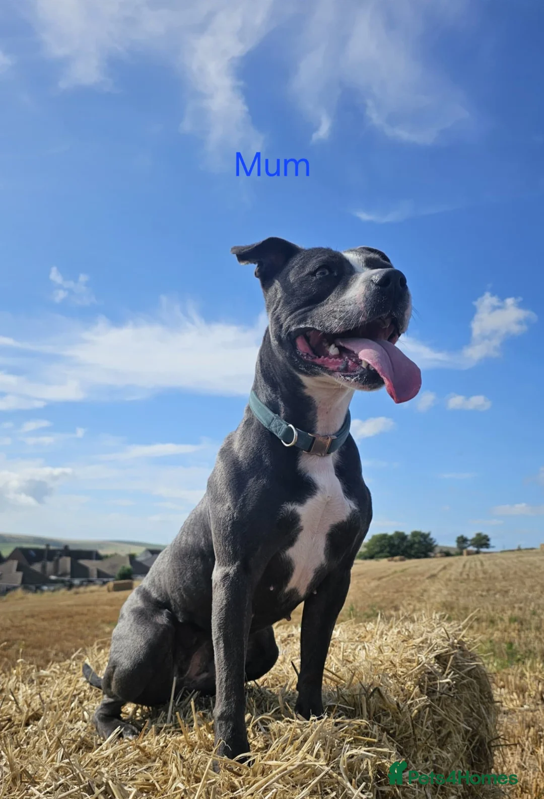 Staffordshire Bull Terrier dogs for sale: Litter of blue & blue/white staffie puppies  - Advert 2