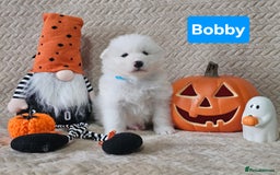 Samoyed dogs for sale: Beautiful Samoyed Puppies! ✨* - Image 12