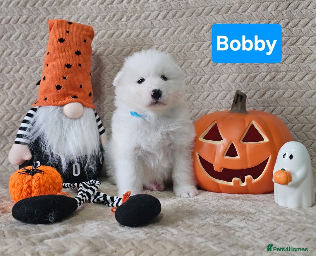 Samoyed dogs for sale: Beautiful Samoyed Puppies! ✨* - Image 12