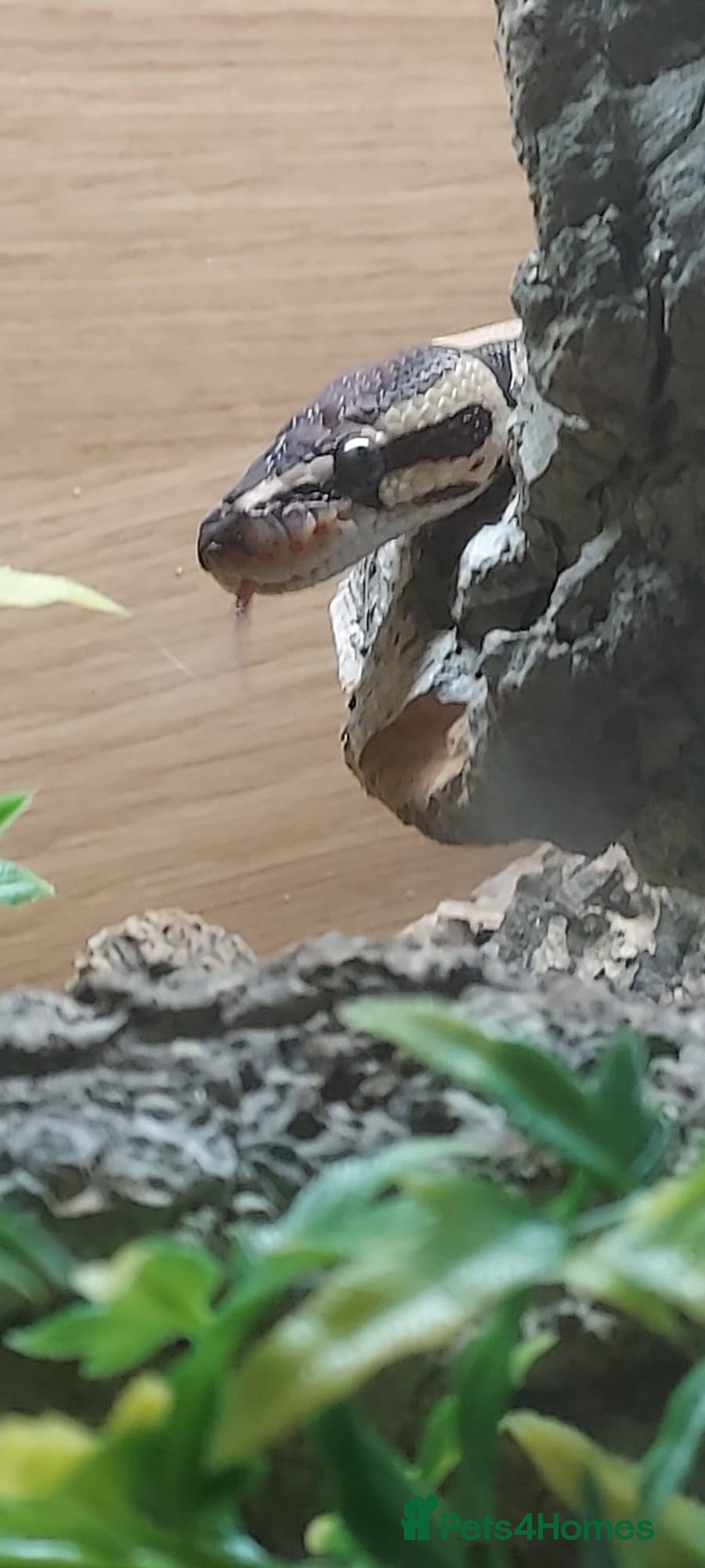 Python Snake reptiles for sale: Hydra ball python  - Image 3