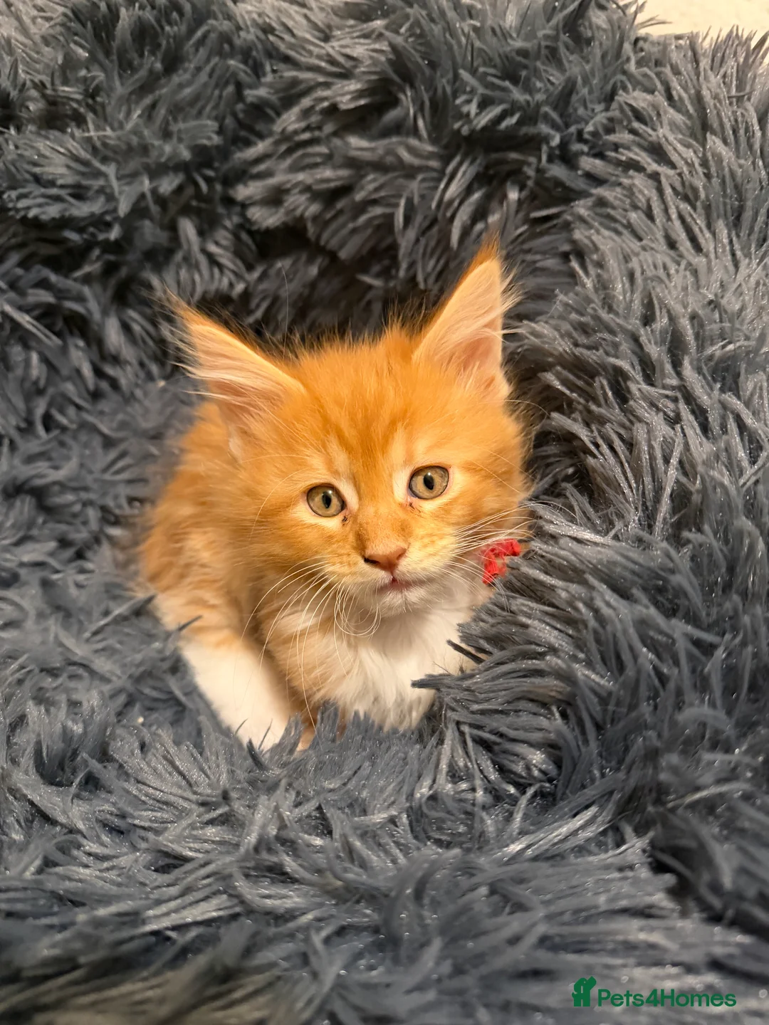 Maine Coon cats for sale: 5 Beautiful Mainecoon Kittens ❤️  - Advert 21