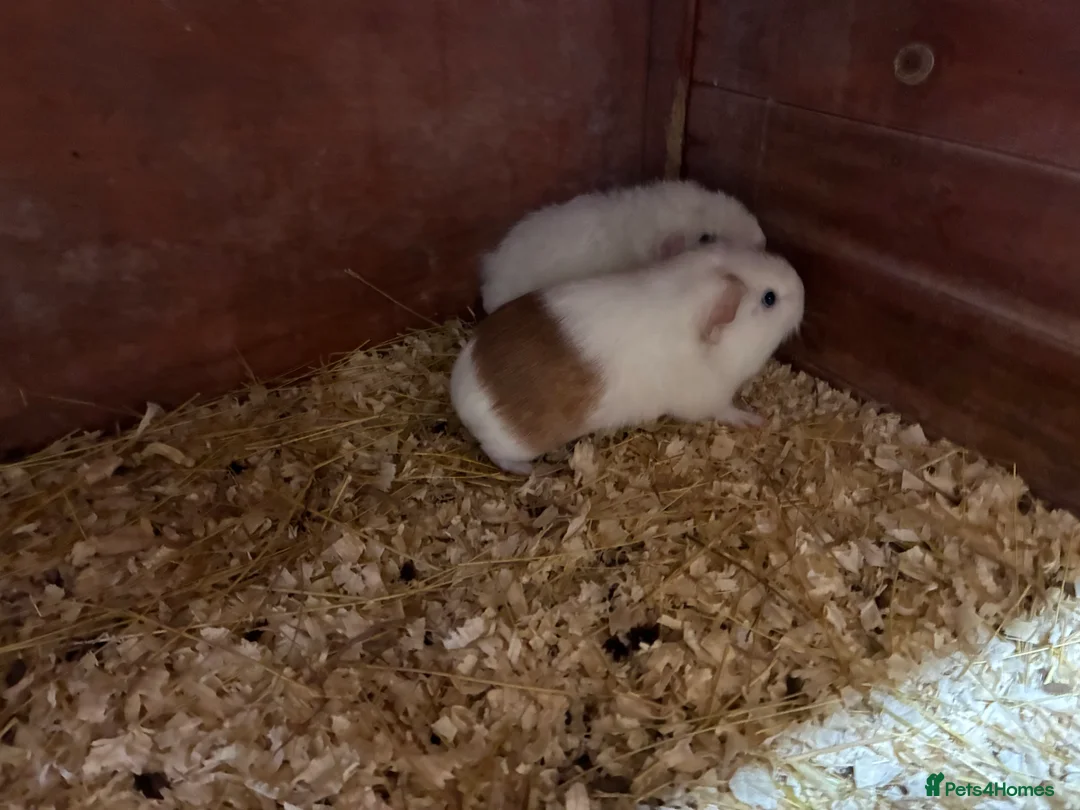 Mixed Breed rodents for sale: Baby Sow/Girl Guinea pigs - Advert 2