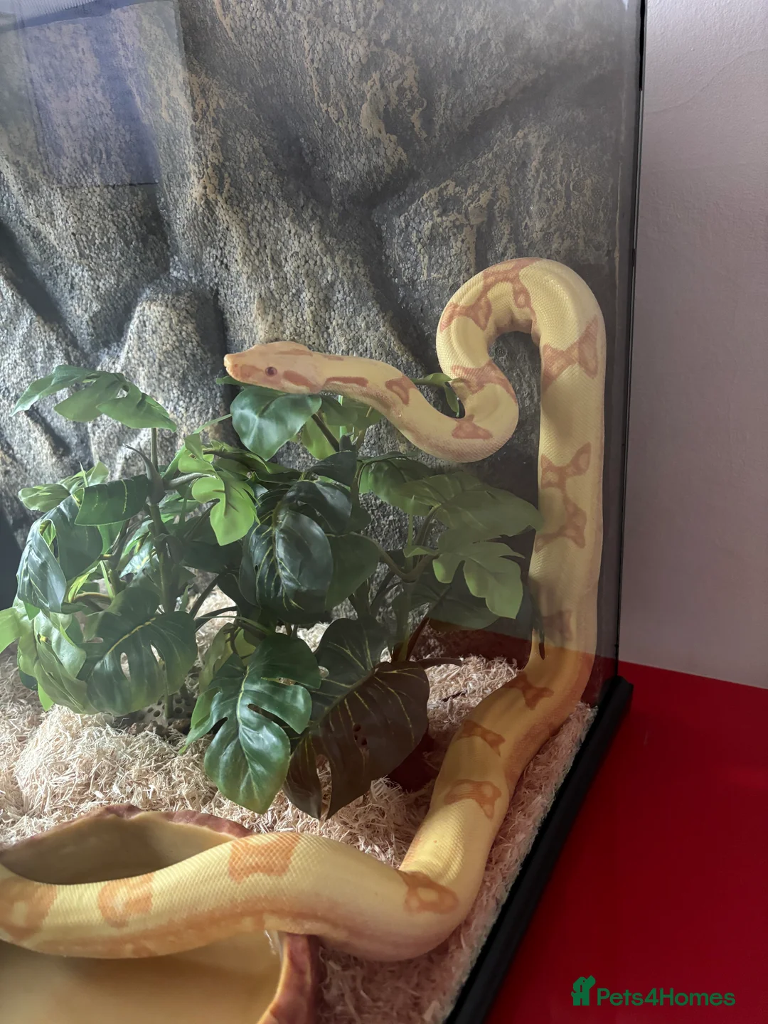 Boa Snake reptiles for sale: COMMON BOA (YELLOW) FOR SALE in Derby - Advert 7