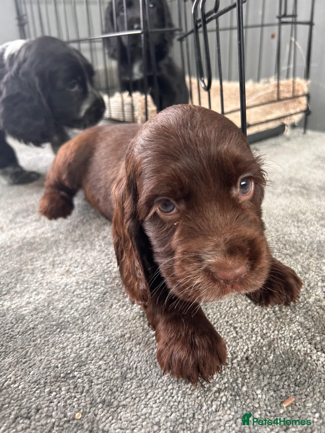 Cocker Spaniel dogs for sale: Cocker spaniel puppies  in Manchester - Advert 11