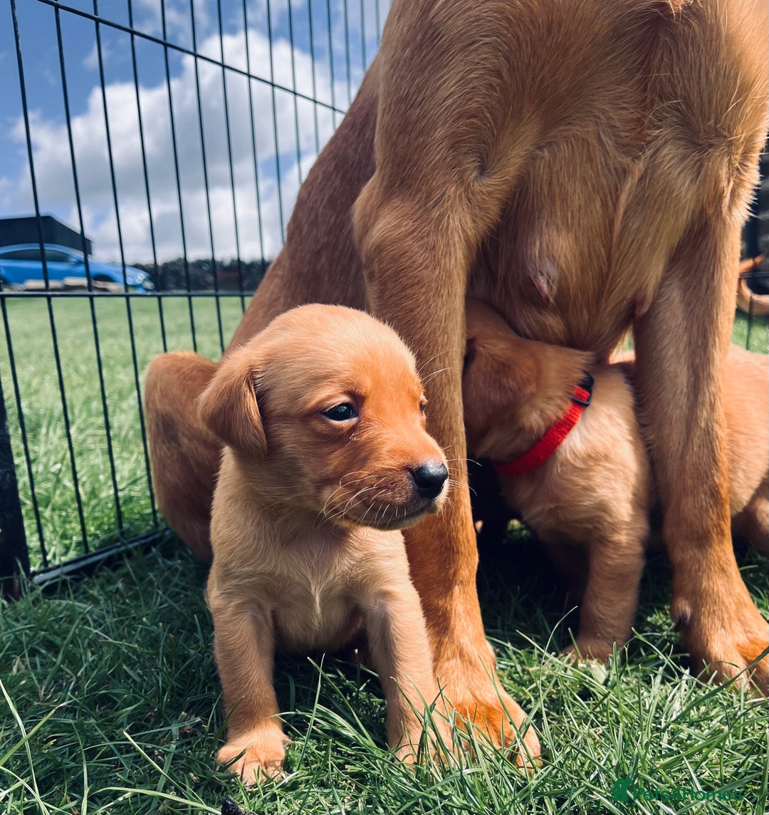 Labrador Retriever dogs for sale: Ready now!! Amazing red fox Labrador puppies  - Image 15