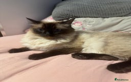 Ragdoll cats for sale: 1x Female 1 x Male Ragdoll cats aged 20 months - Image 4