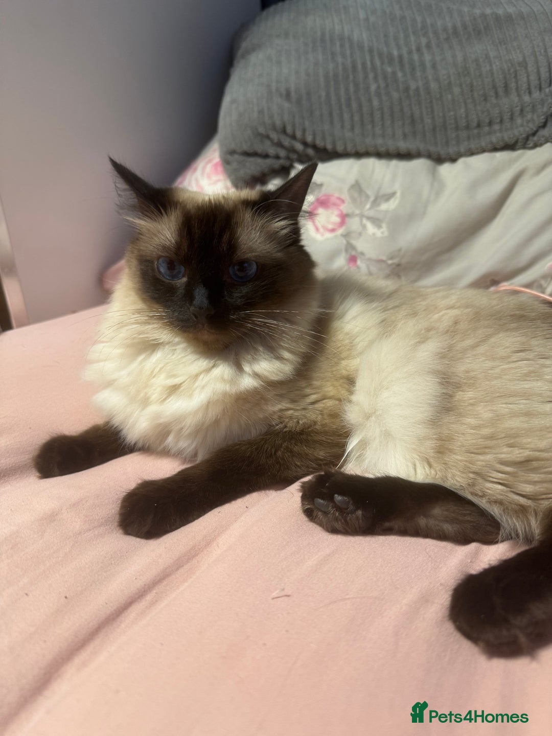 Ragdoll cats for sale: 1x Female 1 x Male Ragdoll cats aged 20 months - Image 4
