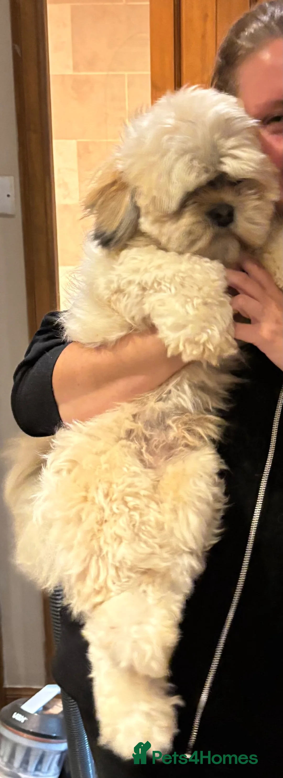 Mixed Breed dogs for sale: F1 Lhasaliers , all girls 💫 - Advert 14