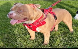 Mixed Breed dogs for sale: Staffy cross pocket bully puppies - Image 7