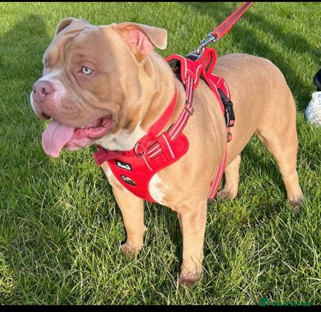 Mixed Breed dogs for sale: Staffy cross pocket bully puppies - Image 7