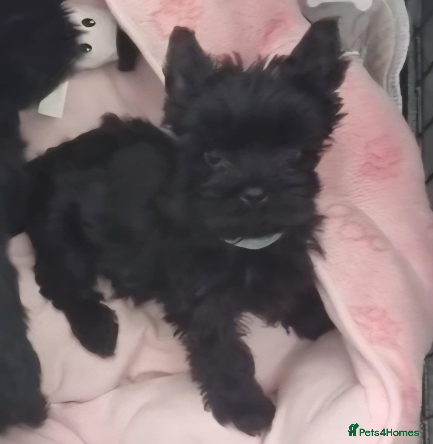 Yorkshire Terrier dogs Yorkshire Terrier  - Advert 1