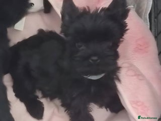 Yorkshire Terrier dogs Yorkshire Terrier - Advert 1