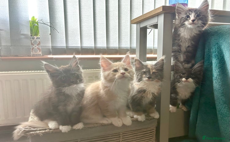 Maine Coon cats - Advert 7