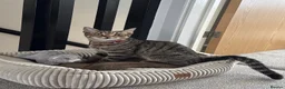 Mixed Breed cats for sale: Male tabby cat  - Advert 2