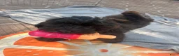 Lhasapoo dogs for sale: Lhasapoo puppies ready now!! - Advert 4
