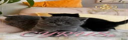 British Shorthair cats for sale: Exclusive Pedigree British Shorthair Kittens - Advert 5